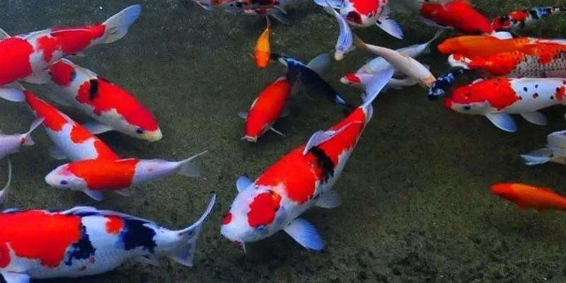 Giấc mơ thấy cá theo mô tả của nhiều người