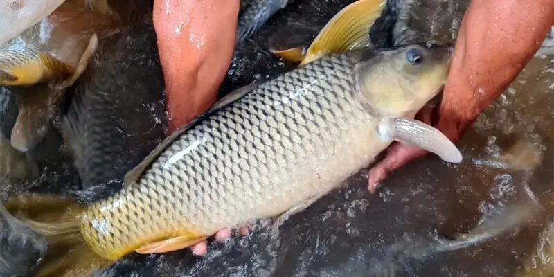 Mơ thấy cá cũng có điềm lành