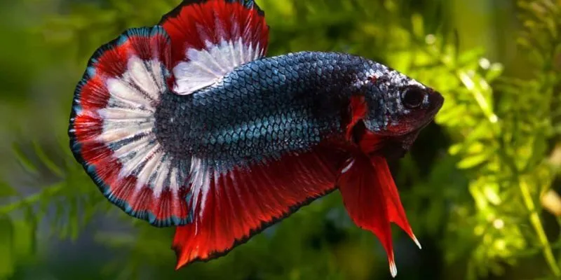 Những con số may mắn khi thấy cá