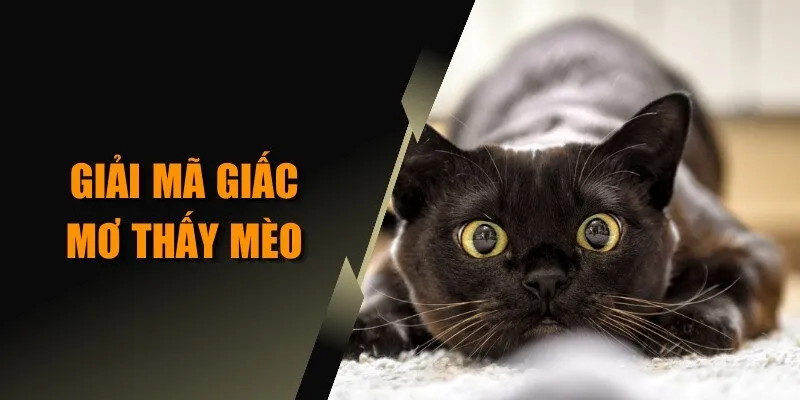 Giải mã giấc mơ thấy mèo