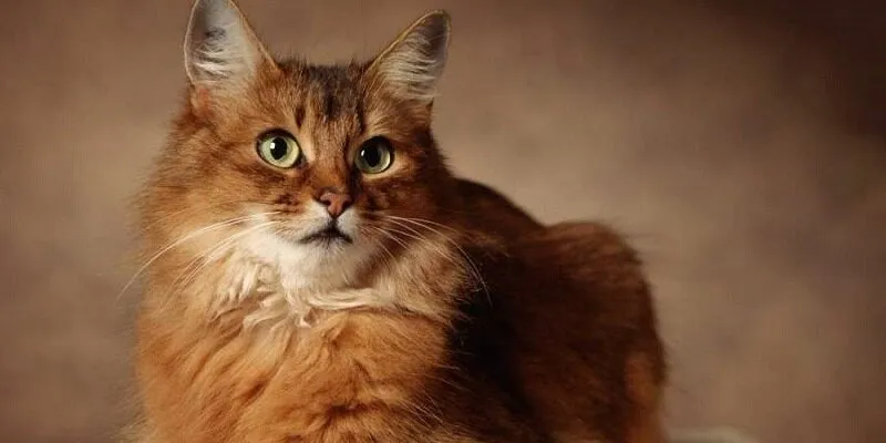 Giấc mơ thấy mèo theo mô tả